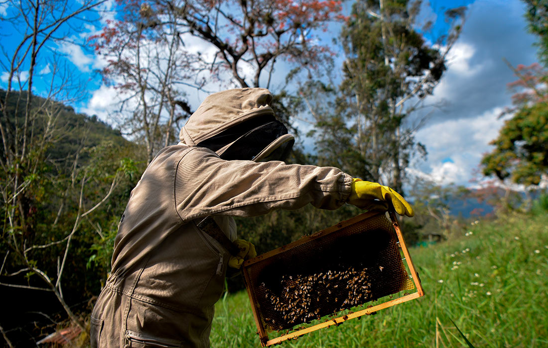Пчеловодство в колумбийском городе Бояка