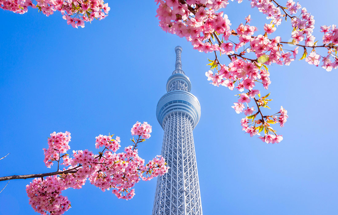 Цветение сакуры в Токио