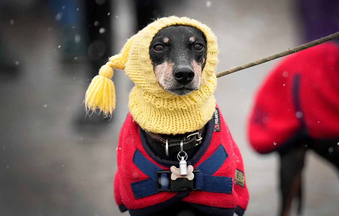 Собака в Национальном выставочном центре в Бирмингеме