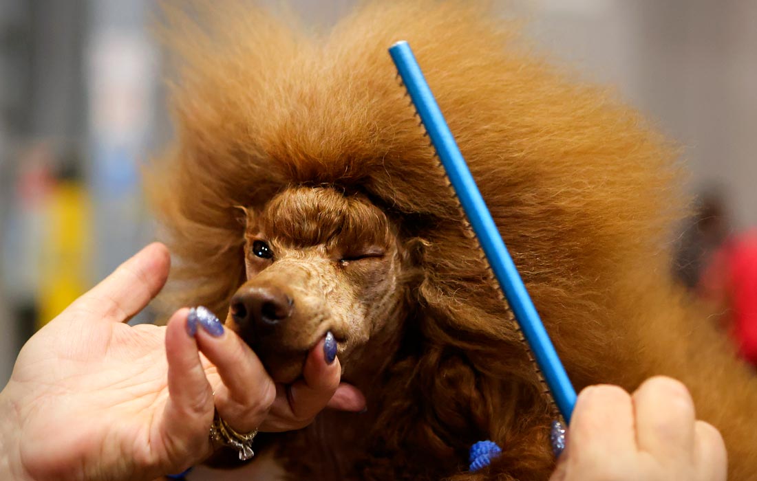 Участник выставки собак Crufts Dog Show в Бирмингеме