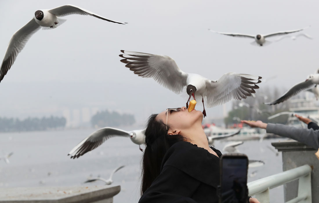 Женщина кормит чаек в Куньмине, Китай