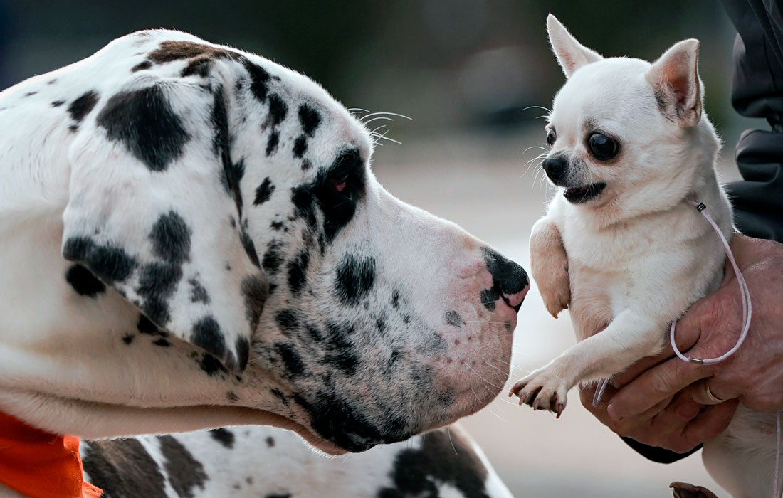 Датский дог и чихуахуа во время фотосессии в Национальном выставочном центре в Бирмингеме