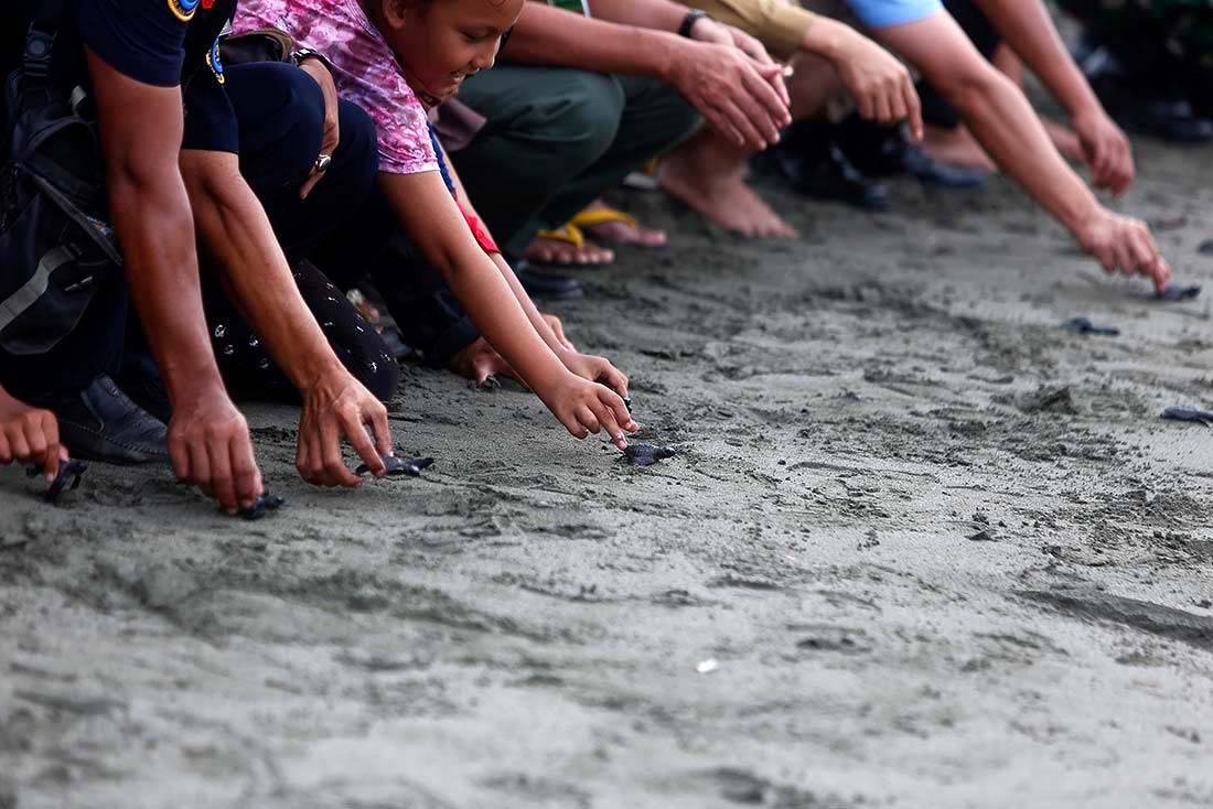 В Индонезии местные жители и активисты снова выпустили в океан детенышей черепах, чтобы восполнить их популяцию