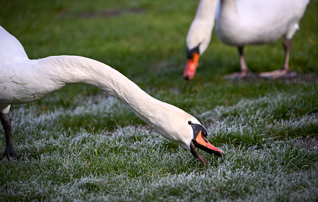 Лебеди в парке Сан-Суси на востоке Германии