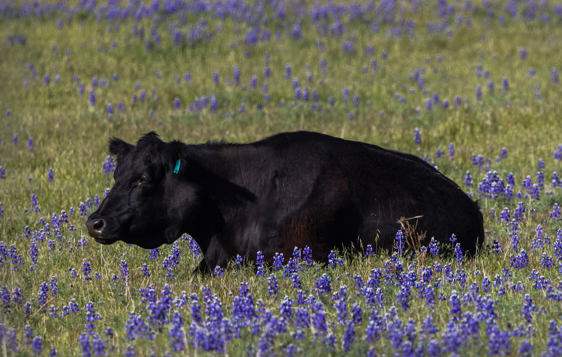 Корова бродит среди цветущих люпинов недалеко от Уилер-Риджа, Калифорния