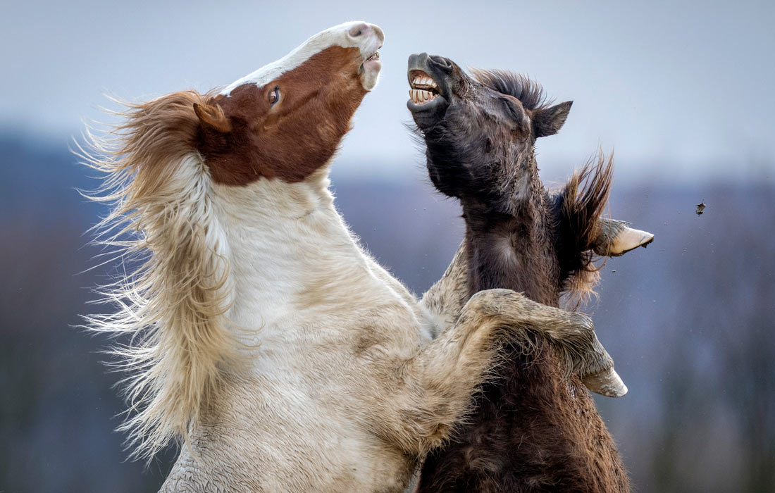 Лошади исландской породы на конном заводе в немецком Верхайме