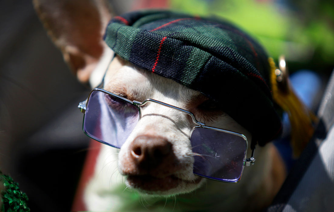 Домашние животные приняли участие в шествии по улицам Мехико в честь Дня Святого Патрика