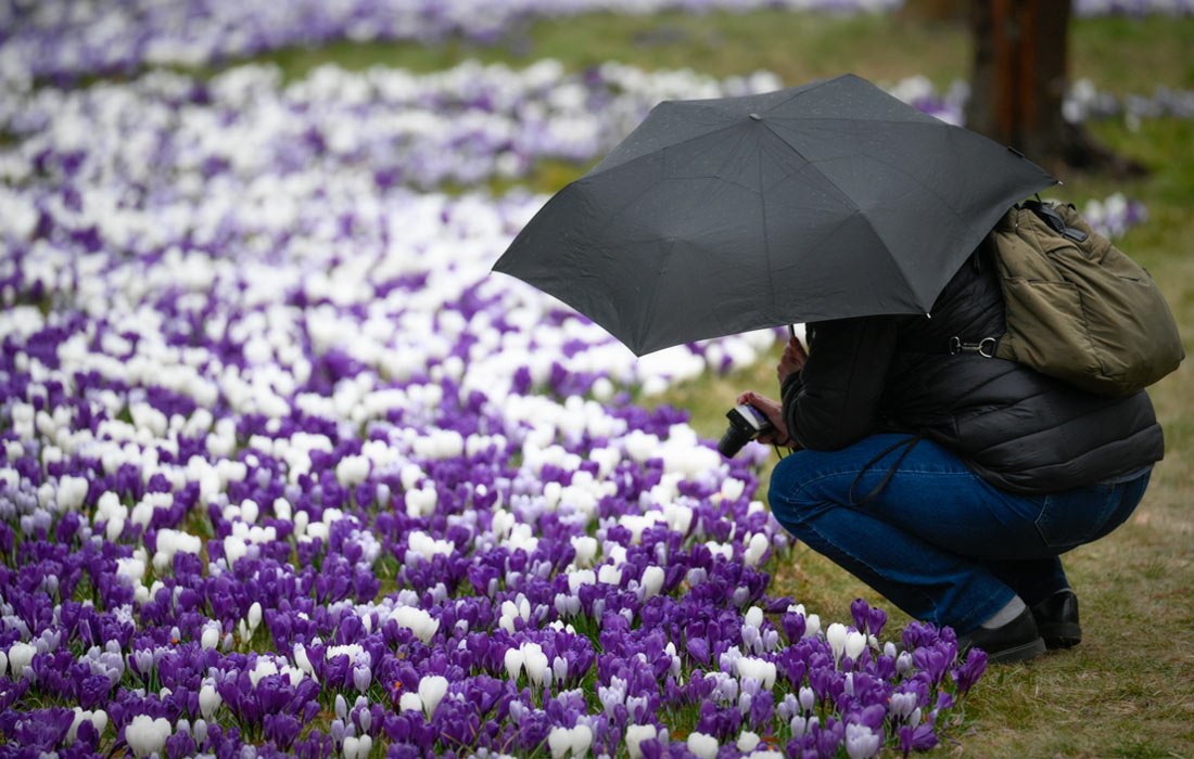 Крокусы в Уяздувском парке в Варшаве, Польша