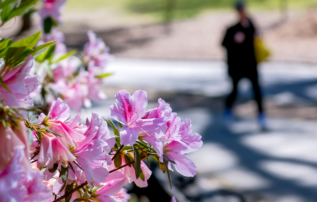 Цветущий куст азалии в парке в Атланте, США