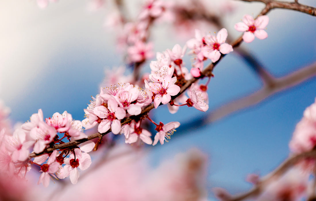 Цветение миндаля в Мадриде