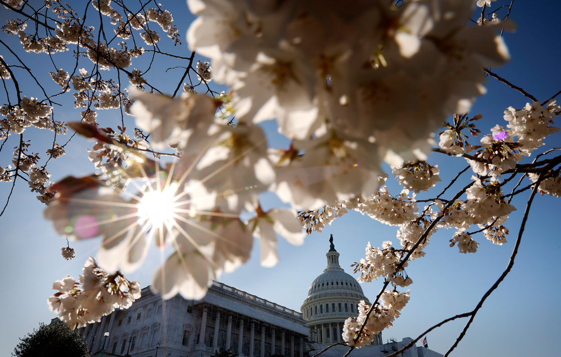 Цветение сакуры в Вашингтоне