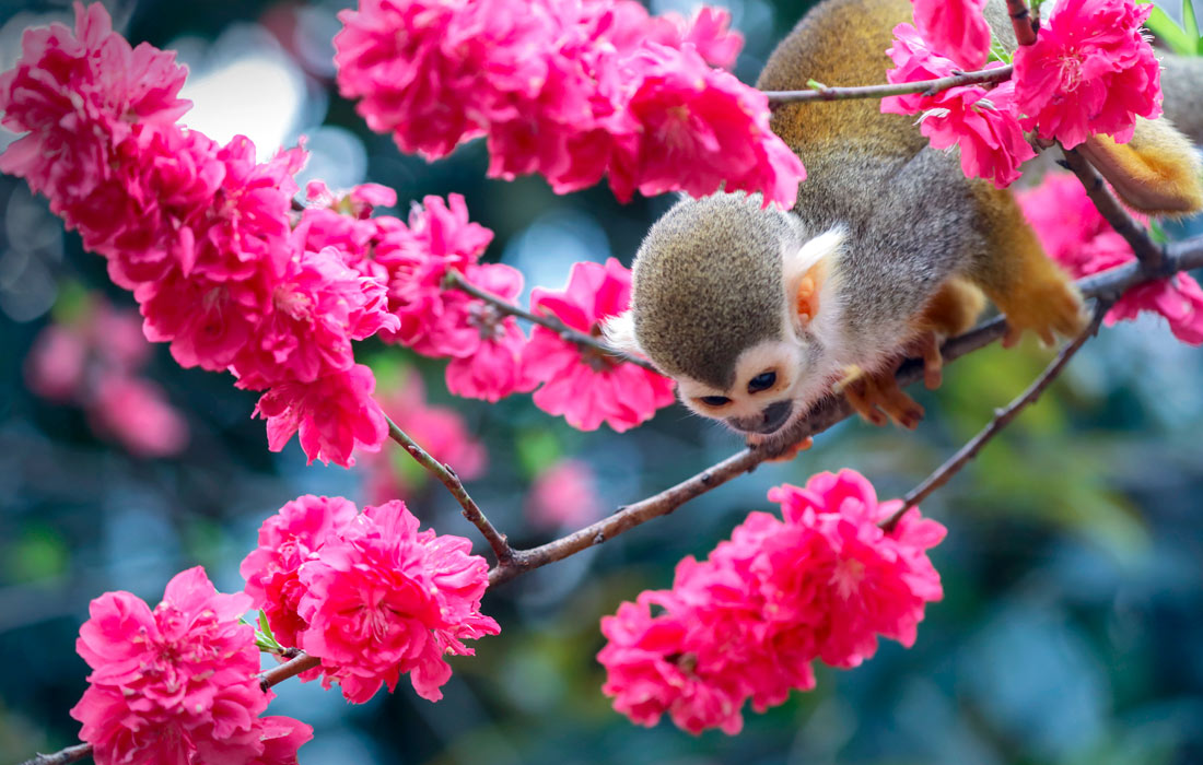 Беличья обезьяна на ветке персикового дерева в Чунцине, Китай