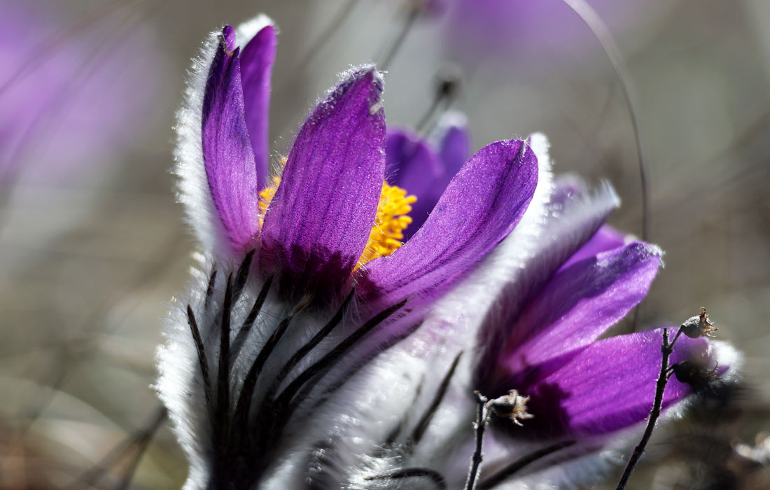Цветы прострела раскрытого на плато Кара-Коба в Крыму