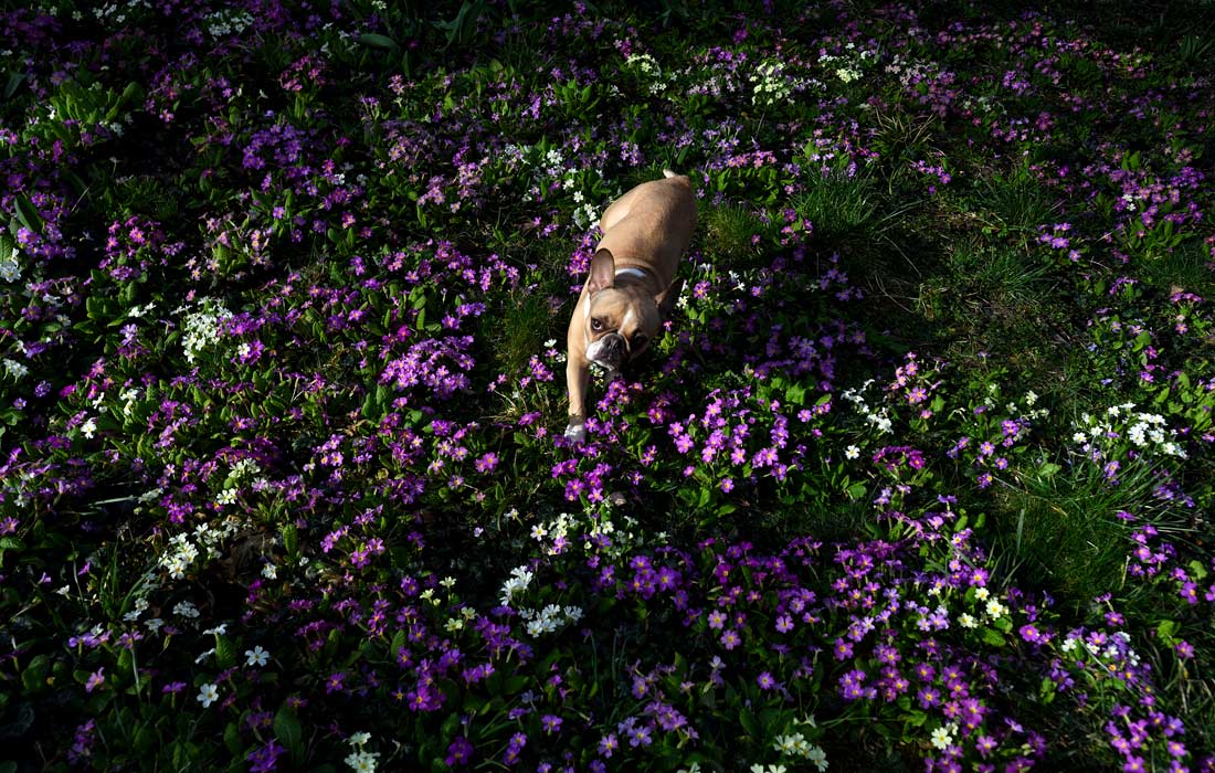 Пес прогуливается по саду с цветущими первоцветами в Софии, Болгария