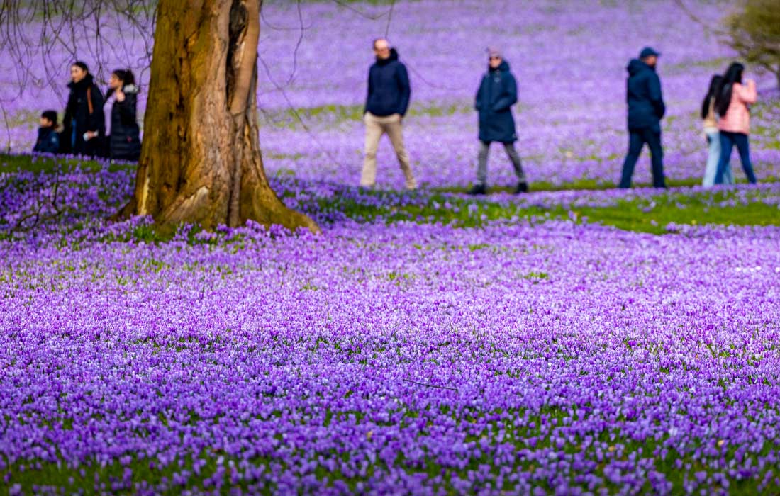 Фестиваль цветения крокусов в Хусуме, Германия