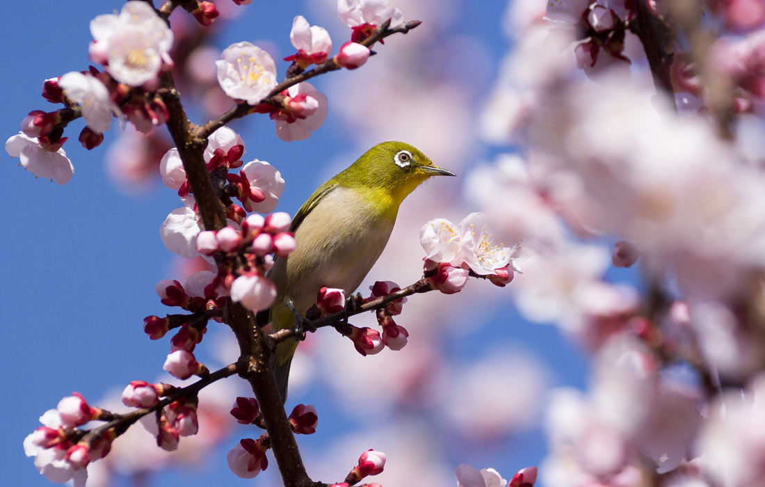 Раннее цветение сакуры в Японии