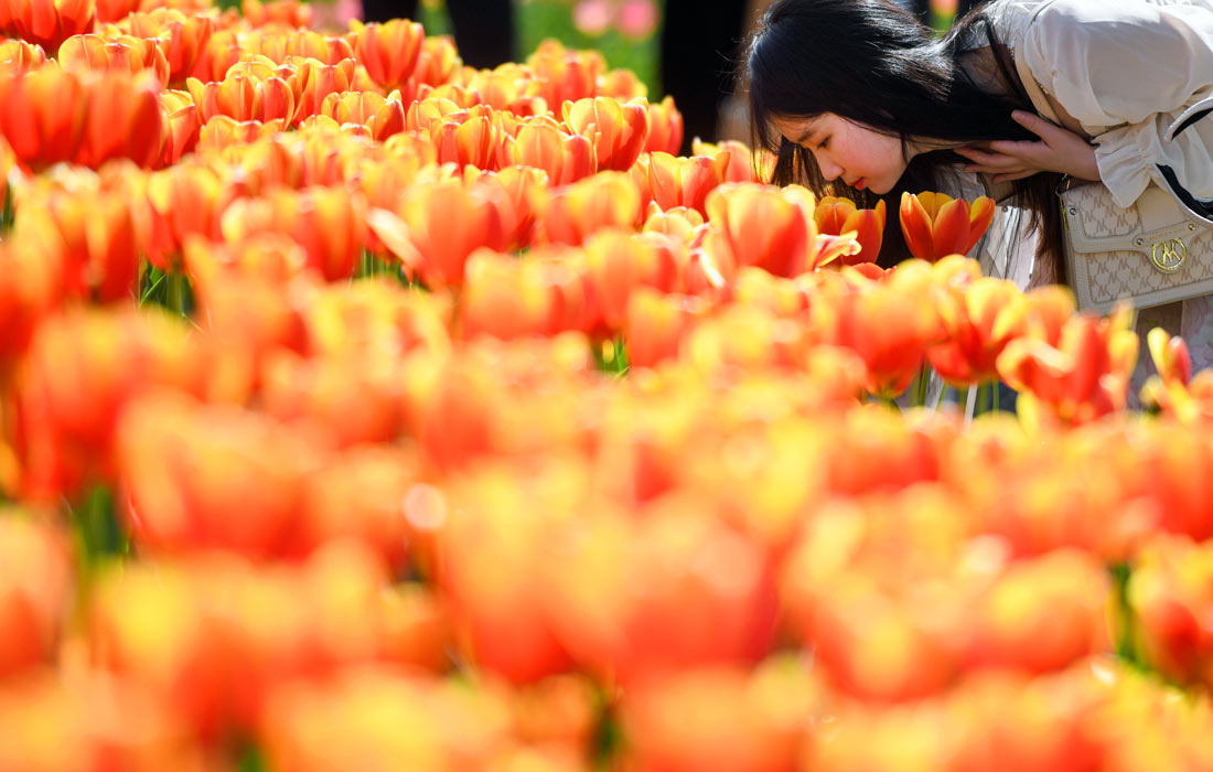 Тюльпаны в ботаническому саду Чанша, Китай