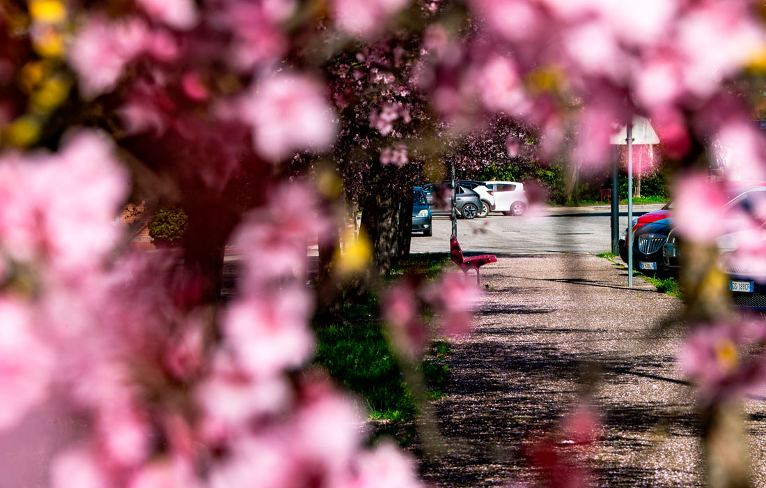 Деревья в цвету в Риети, Италия