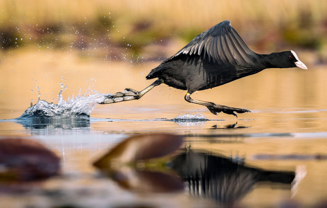 Лысуха на озере Улубат в Турции