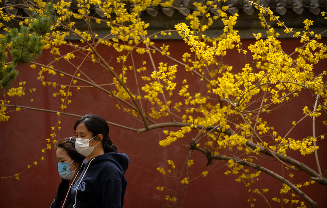 Цветущие деревья в парке Пекина