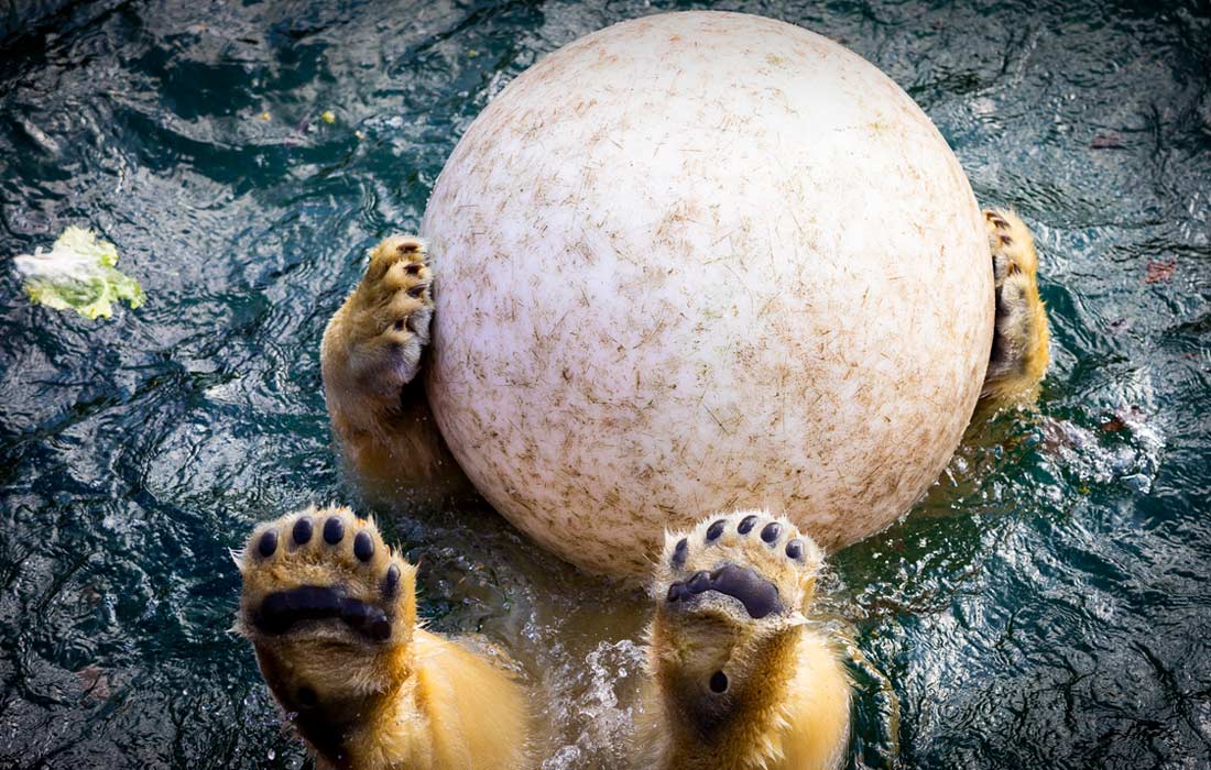 Белая медведица играет с мячом в Ганноверском зоопарке, Германия