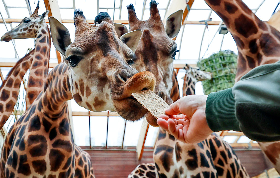 Жирафы в Лейпцигском зоопарке