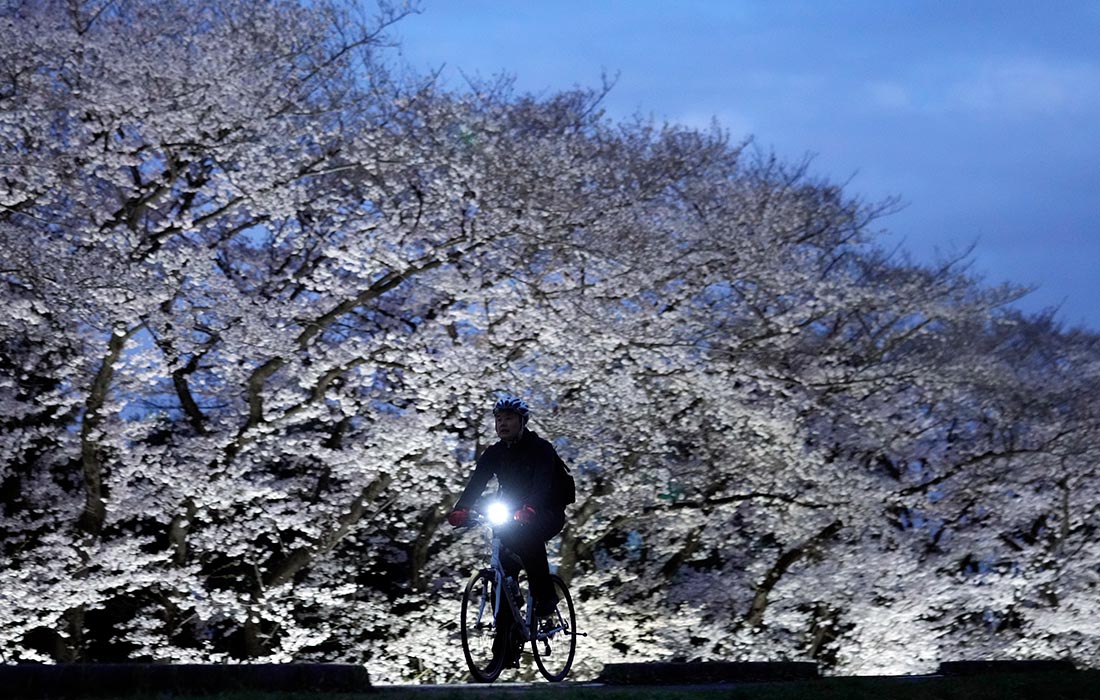 Цветущая вишня на закате в Японии