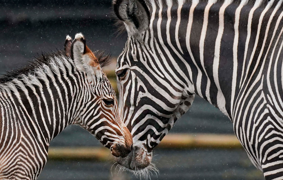 Зебры в сафари-парке Вест-Мидленд в британском городе Бьюдли