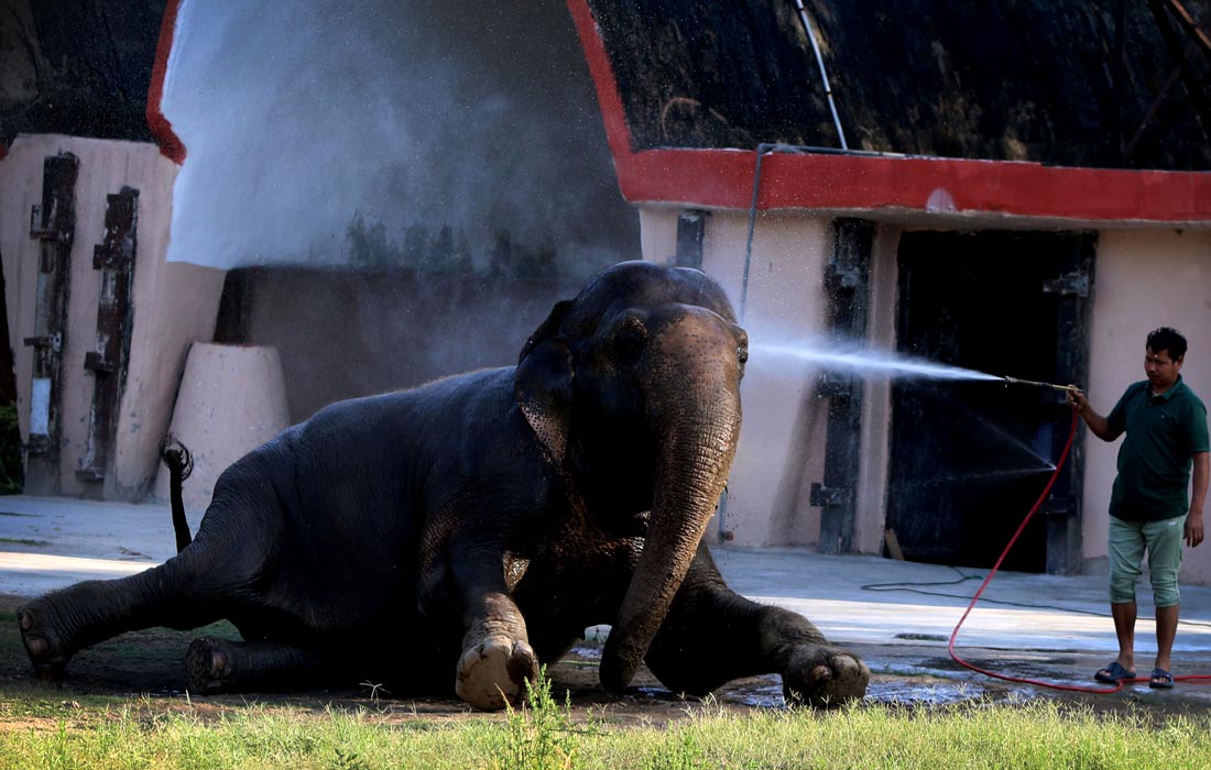 Слон принимает душ в Делийском зоопарке