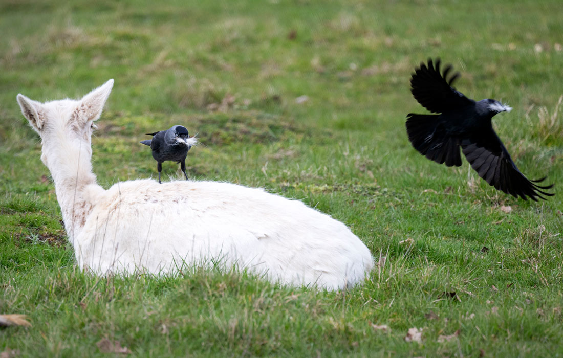 Буши парк в Лондоне