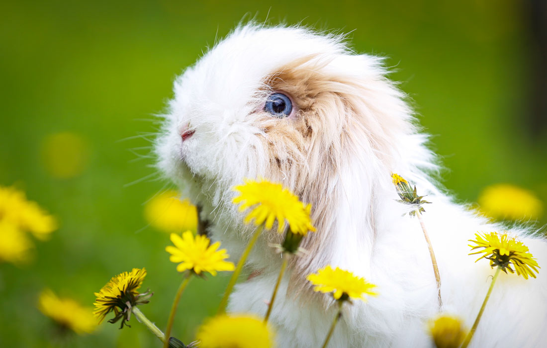 Кролик среди цветов в Анкаре, Турция