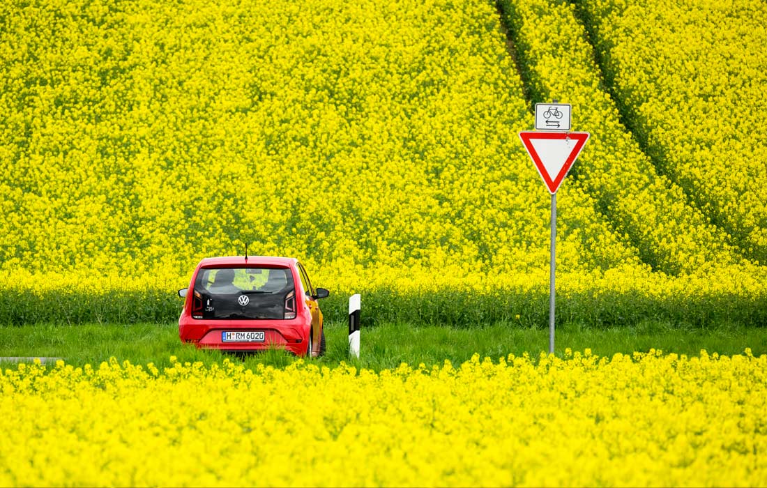 Рапсовые поля в Нижней Саксонии