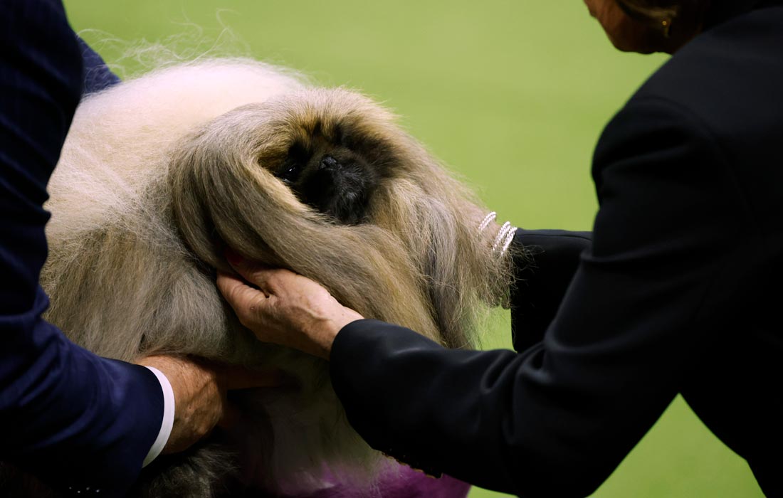 Пекинес по кличке Рамми