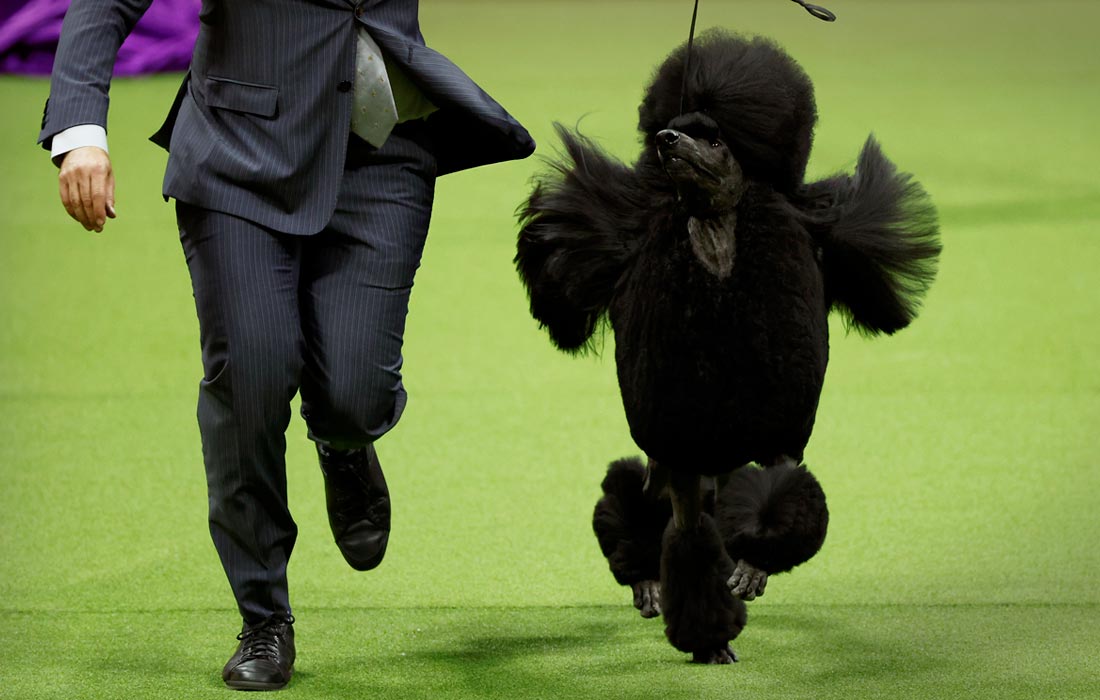Пудель с хозяином во время шоу