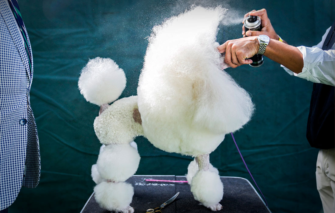 Миниатюрного пуделя готовят к встрече с судьями