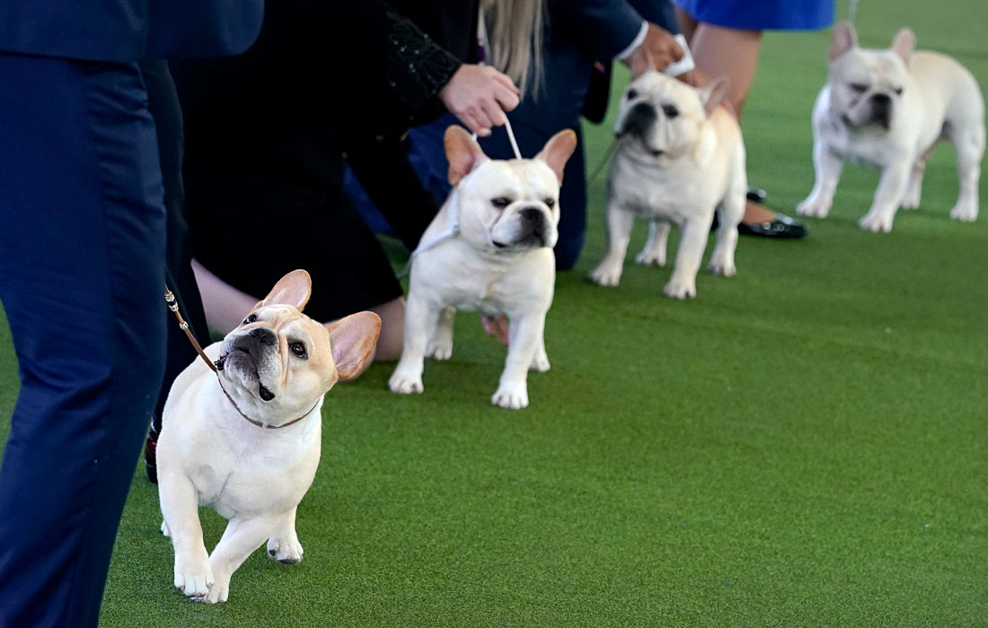 Французские бульдоги борются за звание "Лучший в породе"