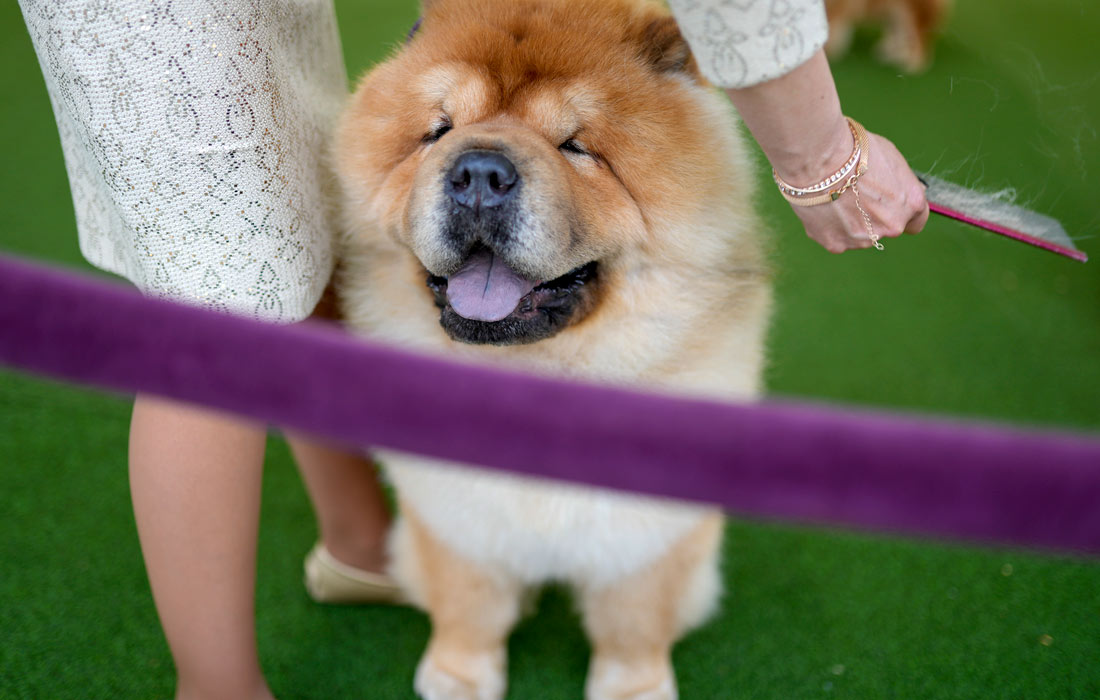 Шарпей по кличке Рэй Рэй