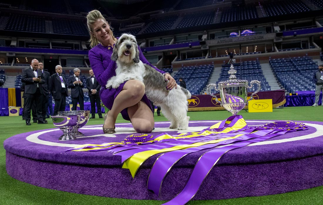 Победитель выставки малый вандейский бассет-гриффон