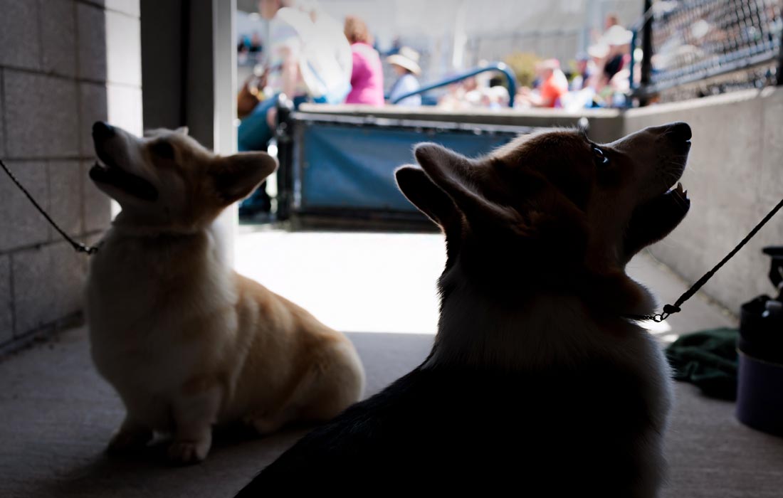 Корги за кулисами шоу