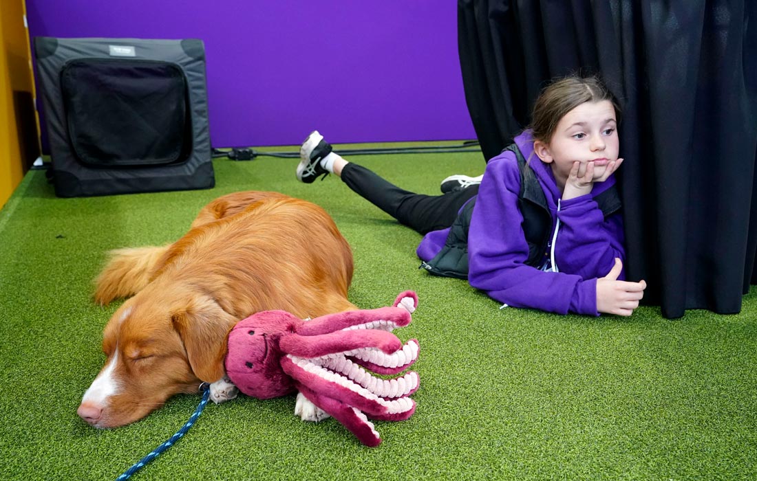 Новошотландский ретривер отдыхает после выступления