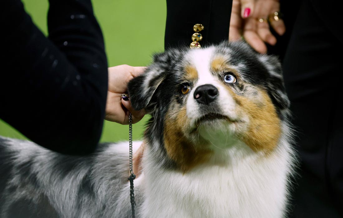 Австралийская овчарка Риббон перед началом выступления