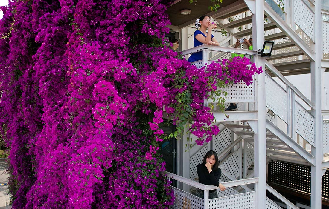 Покрытое цветущей бугенвиллеей здание в китайском Куньмине