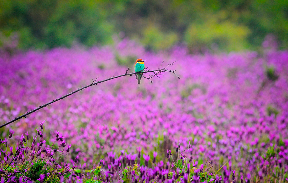 Зимородок в районе турецкой Бурсы