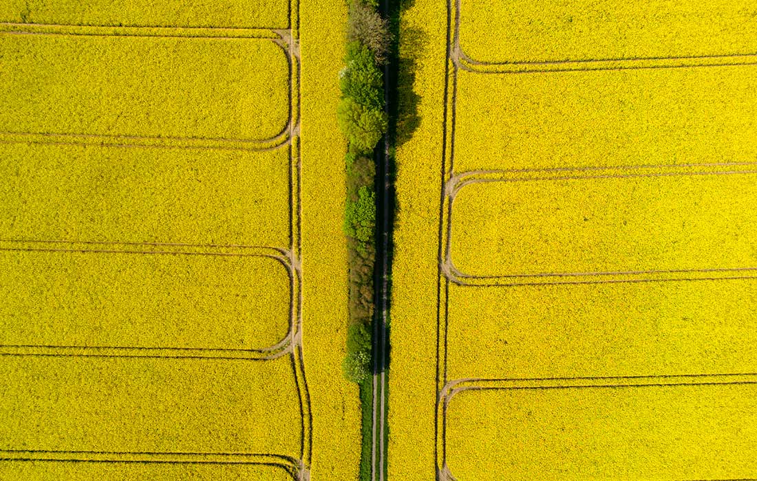 Цветение рапса в Германии