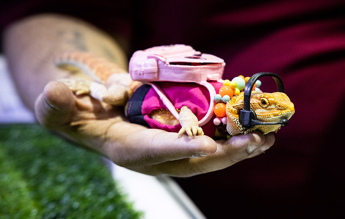 Ящерица на выставке Pet Expo Thailand в Бангкоке