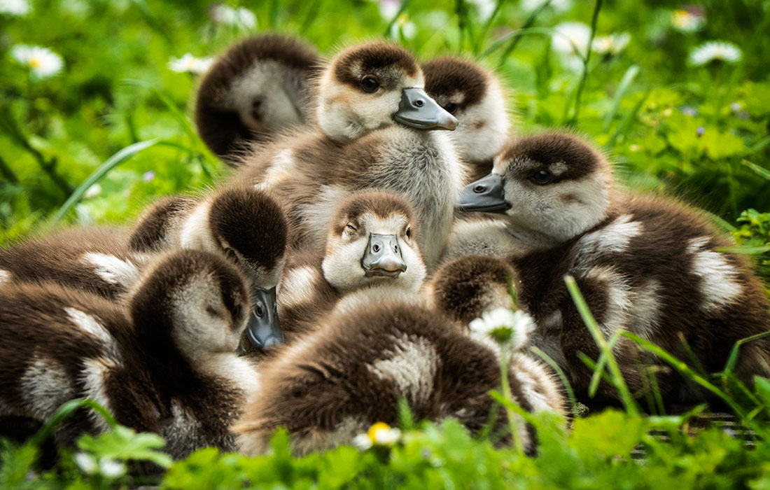 Стая маленьких птенцов нильского гуся в немецком Гессене