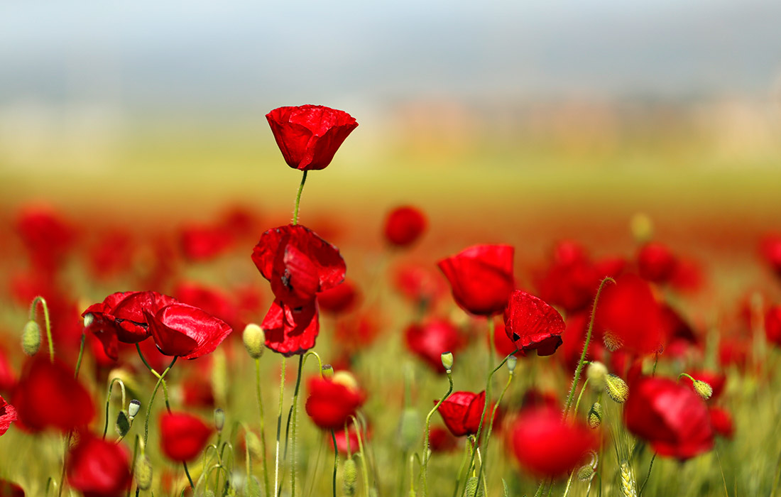 Цветение маков в турецком Газиантепе