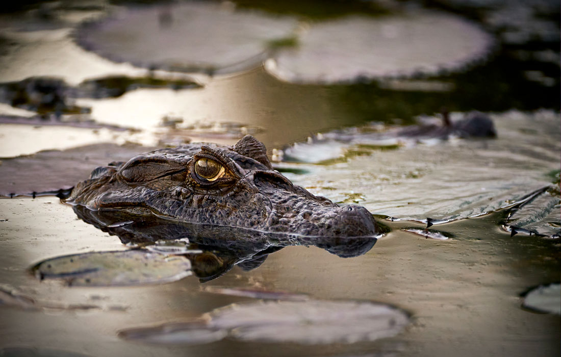Аллигатор в природном заповеднике Рио-Кларо в Бразилии