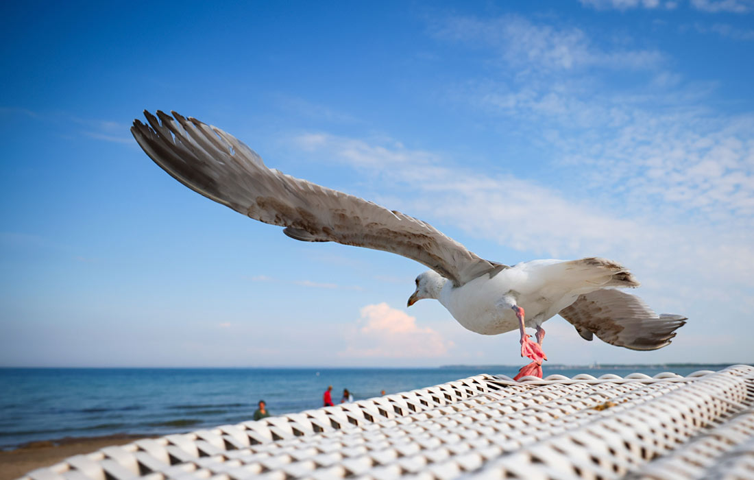 Чайка на пляже в Шарбойце, северная Германия