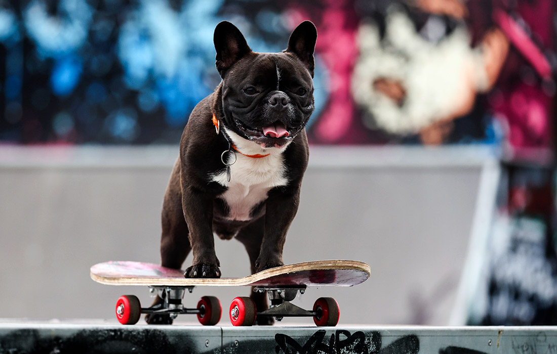 Бульдог Барон в парке Санкт-Петербурга